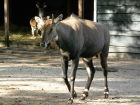 Фото Нильгау