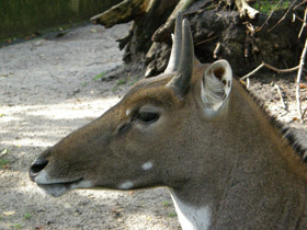 Нильгау Нильгау