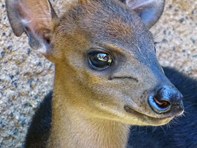 Чёрный дукер