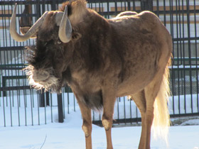 Фото Белохвостый гну