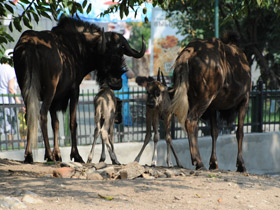 Фото Белохвостый гну