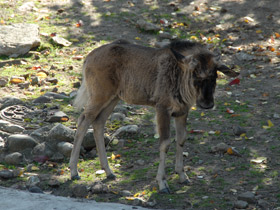 Фото Белохвостый гну