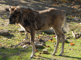 Фото Белохвостый гну