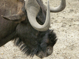 Фото Белохвостый гну