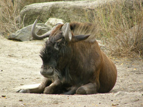 Фото Белохвостый гну