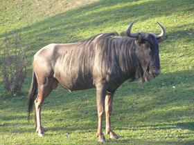 Фото Голубой гну