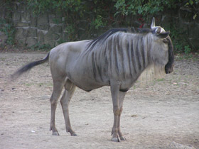 Фото Голубой гну