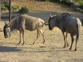Фото Голубой гну