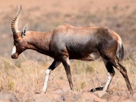 Фото Беломордый бубал