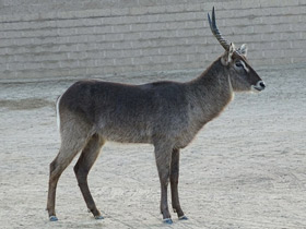 Смотреть фото Водяной козел Фото Водяной козел