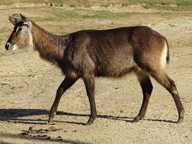 Смотреть фото Водяной козел Фото Водяной козел