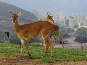 Смотреть фото Болотный козёл Фото Болотный козёл