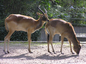 Смотреть фото Личи Фото Личи