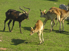 Смотреть фото Суданский козел Фото Суданский козел