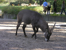 Смотреть фото Водяной козел Фото Водяной козел