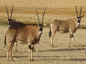 Смотреть фото Орикс бейза Фото Орикс бейза