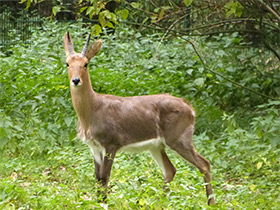 Смотреть фото Горный редунка Фото Горный редунка