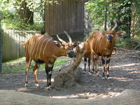 Смотреть фото Бонго Фото Бонго
