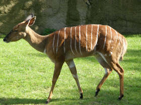 Смотреть фото Ньяла Фото Ньяла