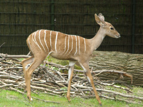 Фото Малый куду