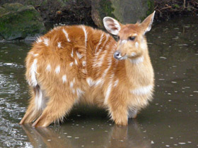 Фото Ситатунга