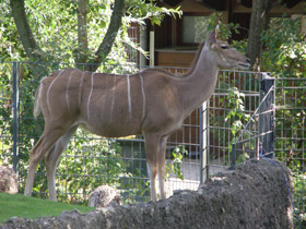Смотреть фото Большой куду Фото Большой куду