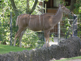 Смотреть фото Большой куду Фото Большой куду