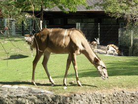 Смотреть фото Большой куду Фото Большой куду