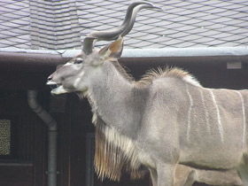 Смотреть фото Большой куду Фото Большой куду