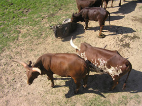 Смотреть фото Бык ватусси Фото Бык ватусси