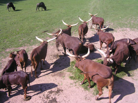 Смотреть фото Бык ватусси Фото Бык ватусси