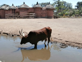 Фото Самые рогатые животные