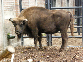 Смотреть фото Зубр Фото Зубр