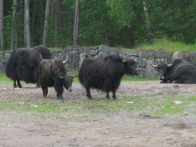 Смотреть фото Як Фото Як