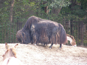 Смотреть фото Як Фото Як