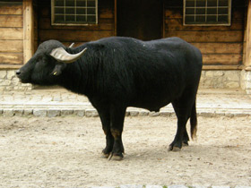 Смотреть фото Индийский буйвол Фото Индийский буйвол