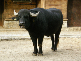 Смотреть фото Индийский буйвол Фото Индийский буйвол