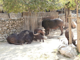 Смотреть фото Африканский буйвол Фото Африканский буйвол