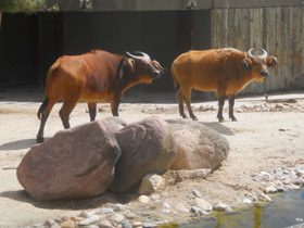 Смотреть фото Африканский карликовый буйвол Фото Африканский карликовый буйвол