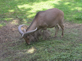 Смотреть фото Гривистый баран Фото Гривистый баран