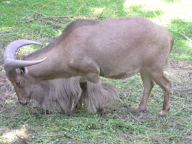 Смотреть фото Гривистый баран Фото Гривистый баран