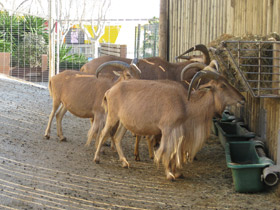 Смотреть фото Гривистый баран Фото Гривистый баран