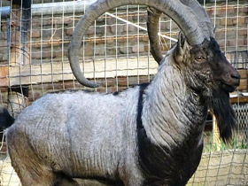 Смотреть фото Безоаров козел Фото Безоаров козел