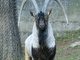 Смотреть фото Безоаров козел Фото Безоаров козел