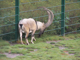 Фото Самые рогатые животные