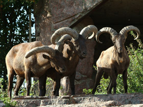 Фото Четвероногие прыгуны