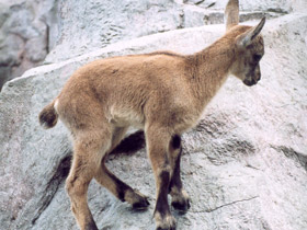 Смотреть фото Дагестанский тур Фото Дагестанский тур