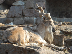 Смотреть фото Винторогий козёл Фото Винторогий козёл