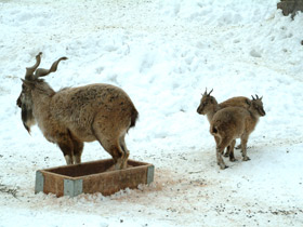 Смотреть фото Винторогий козёл Фото Винторогий козёл