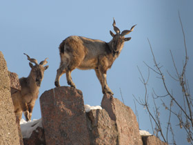 Фото Самые рогатые животные